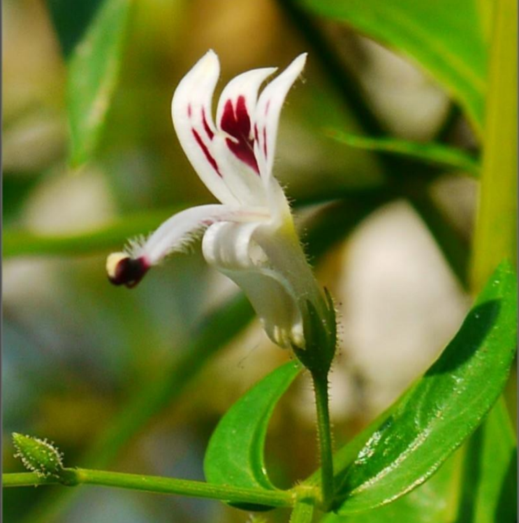 ANDROGRAPHIS PANICULATA pianta