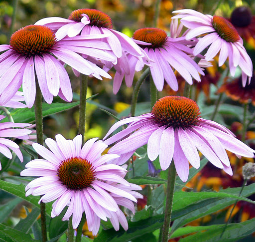 Echinacea angustifolia - immagine